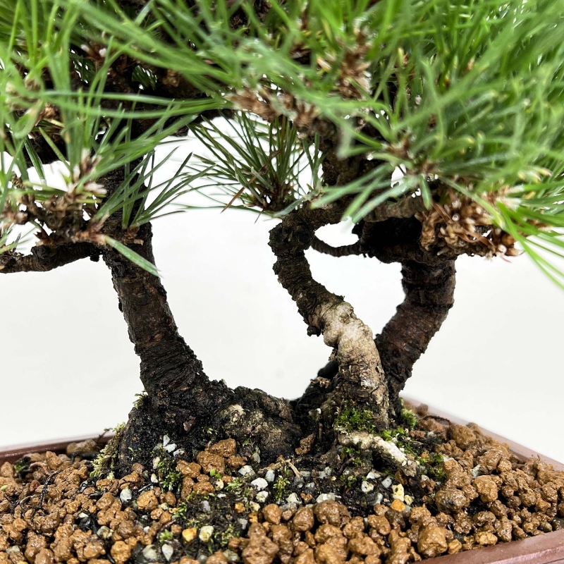 Pinus thunbergii - Black pine - 27 cm