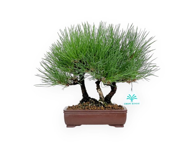 Pinus thunbergii - Pin noir - 27 cm