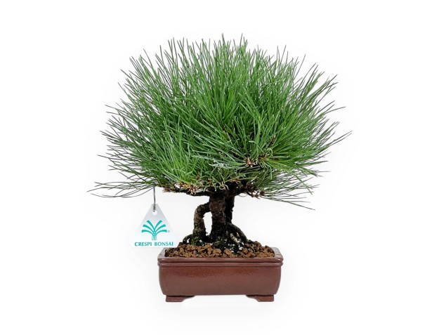 Pinus thunbergii - Black pine - 27 cm 2