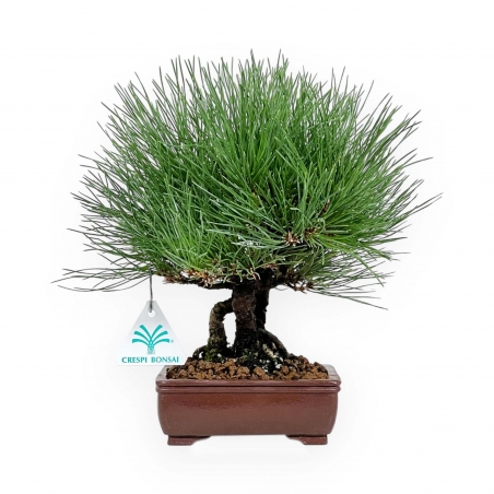 Pinus thunbergii - Black pine - 27 cm