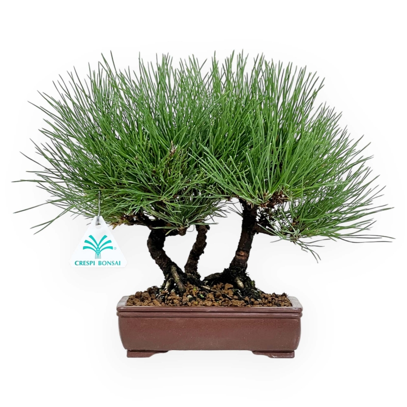 Pinus thunbergii - Pino nero - 27 cm