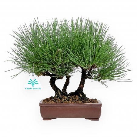 Pinus thunbergii - Pino nero - 27 cm