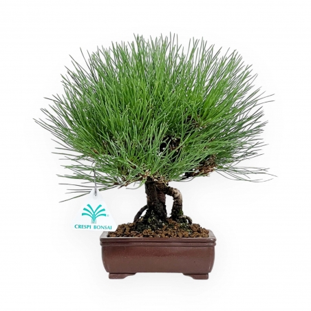 Pinus thunbergii - Pin noir - 27 cm