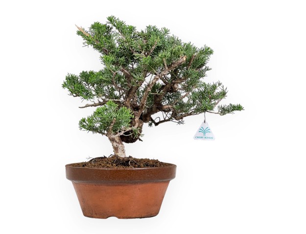 Juniperus Chinensis Itogawa - Wacholder - 39 cm 2