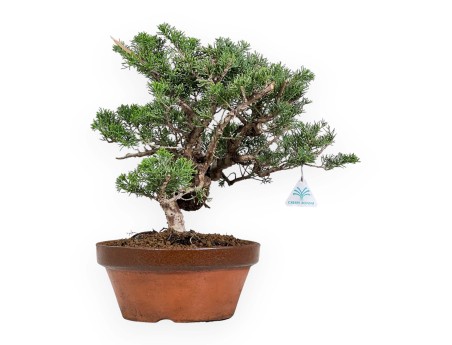 Juniperus Chinensis Itogawa - Enebro - 39 cm