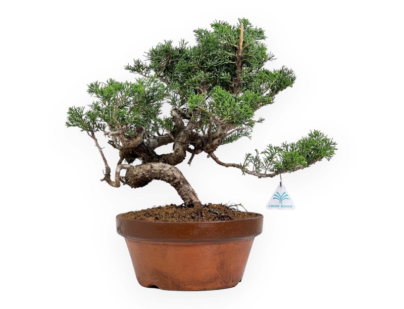 Juniperus Chinensis Itogawa - Enebro - 39 cm