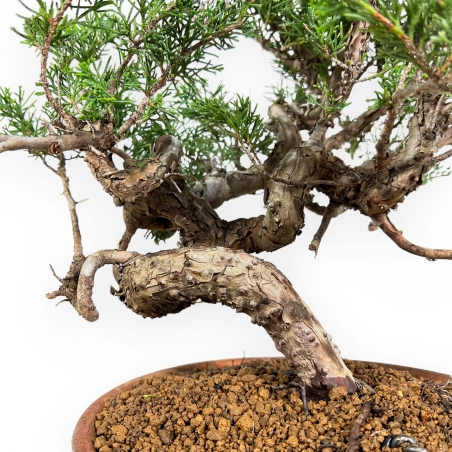 Juniperus Chinensis Itogawa - Enebro - 39 cm