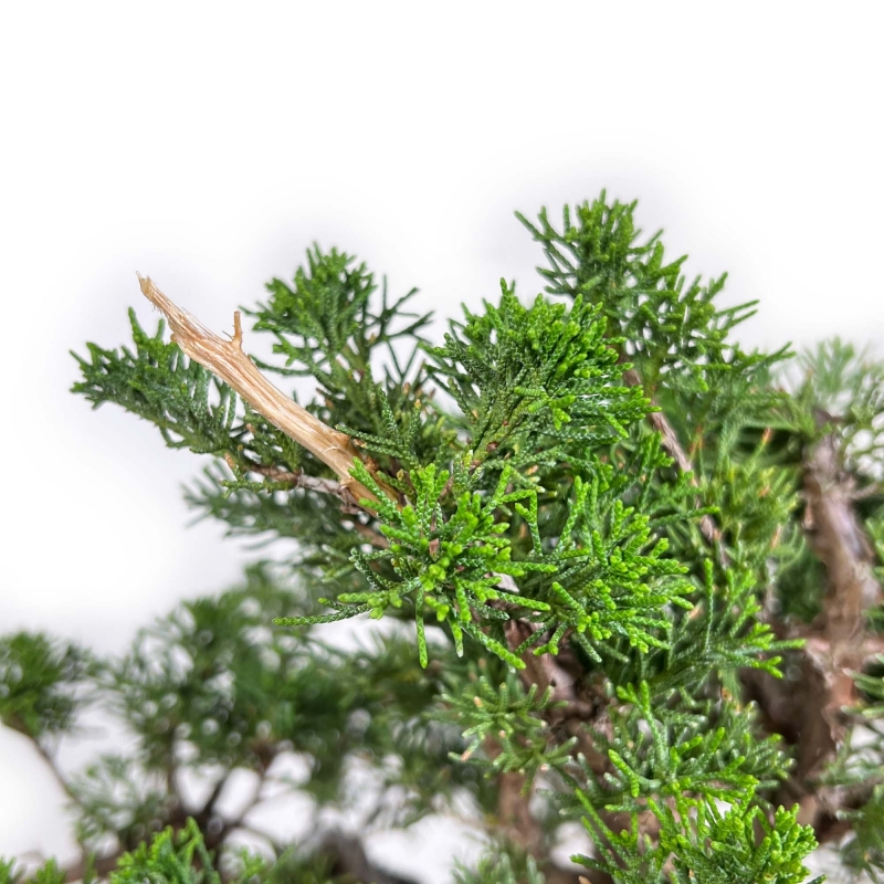 Juniperus Chinensis Itogawa - Enebro - 39 cm