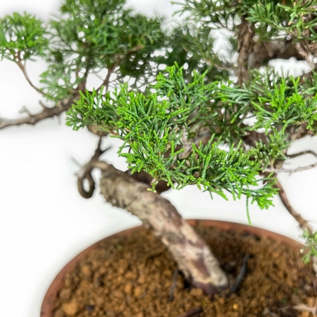 Juniperus Chinensis Itogawa - Enebro - 39 cm