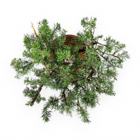 Juniperus Chinensis Itogawa - Ginepro - 39 cm