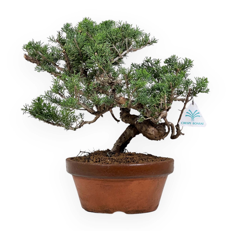 Juniperus Chinensis Itogawa - Juniper - 39 cm