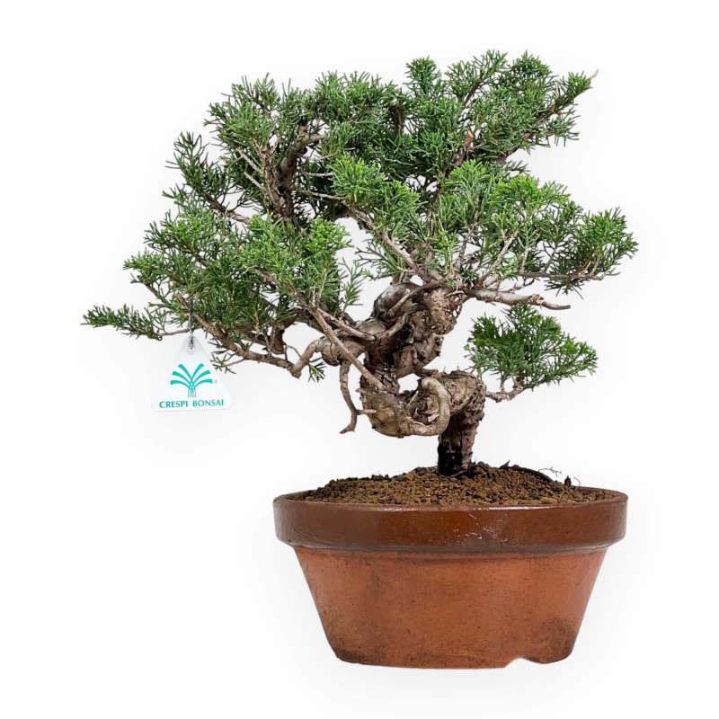Juniperus Chinensis Itogawa - Ginepro - 39 cm