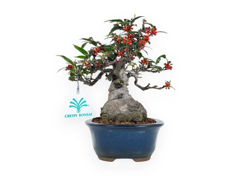Ilex serrata Subtilis - Holly - 20 cm