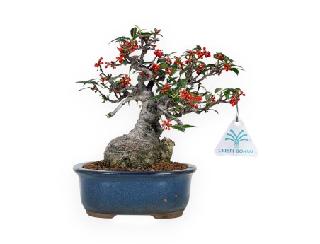 Ilex serrata Subtilis - 20 cm