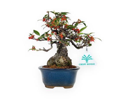 Ilex serrata Subtilis - Holly - 20 cm
