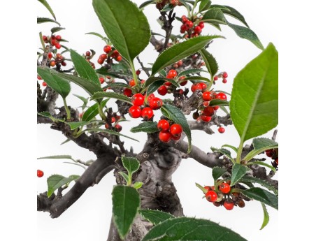 Ilex serrata Subtilis - Houx - 20 cm