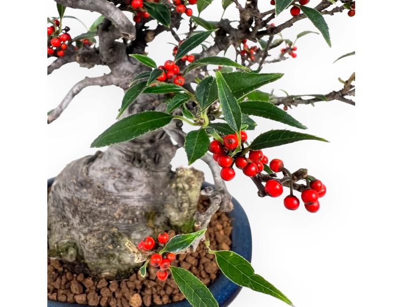 Ilex serrata Subtilis - 20 cm