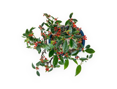 Ilex serrata Subtilis - Holly - 20 cm