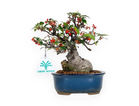 Ilex serrata Subtilis - Houx - 20 cm
