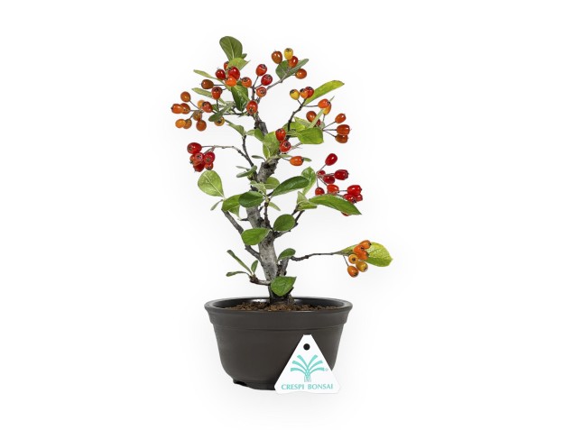 Pourthiaea Villosa - 26 cm