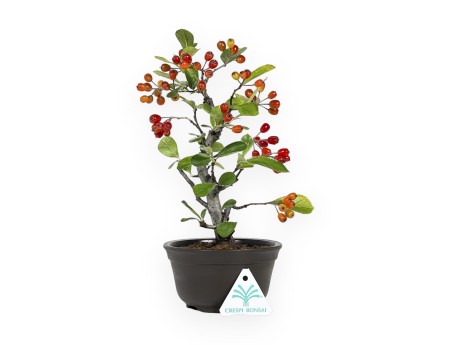 Pourthiaea Villosa - 26 cm
