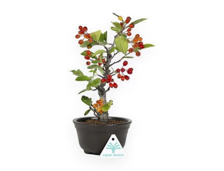 Pourthiaea Villosa - 26 cm