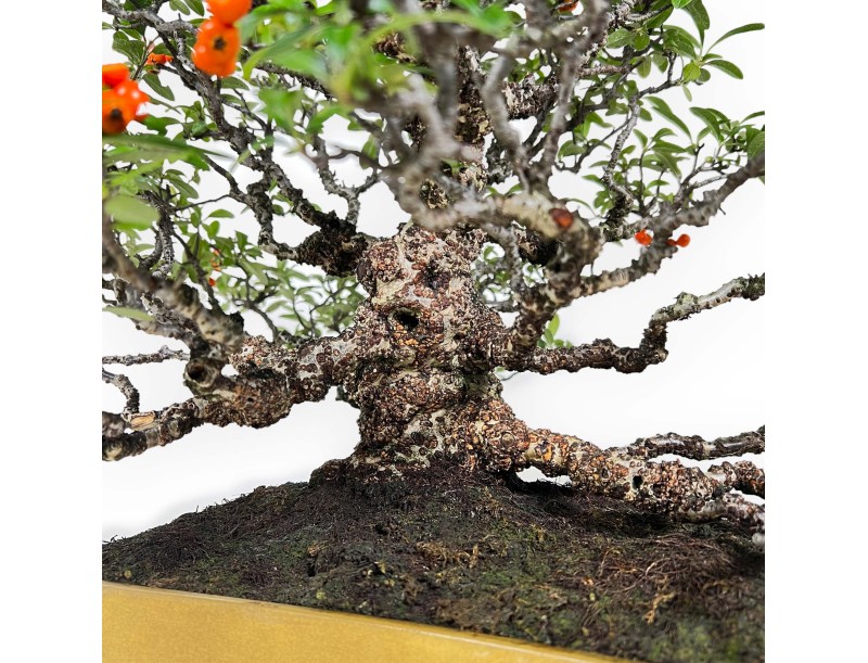 Pyracantha - 41 cm