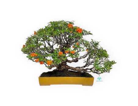 Pyracantha - 41 cm