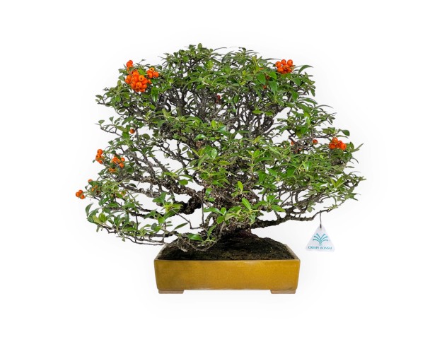 Pyracantha - 41 cm 2