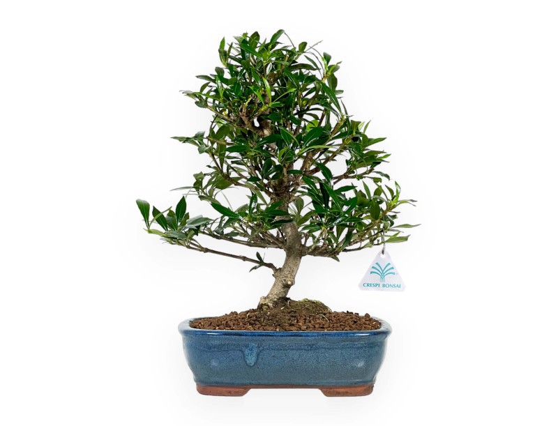 Gardenia - 33 cm