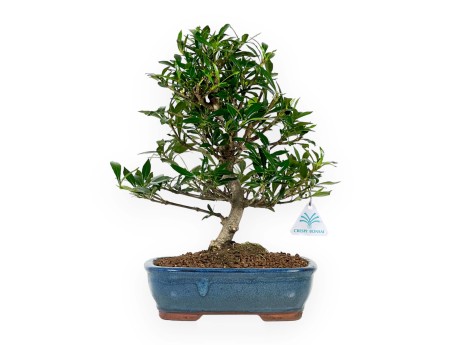 Gardenia - 33 cm