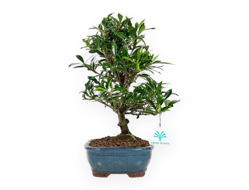 Gardenia - 33 cm