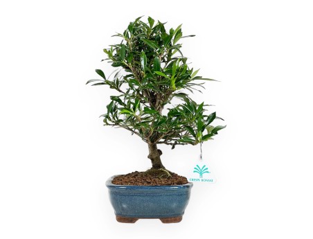 Gardenia - 33 cm