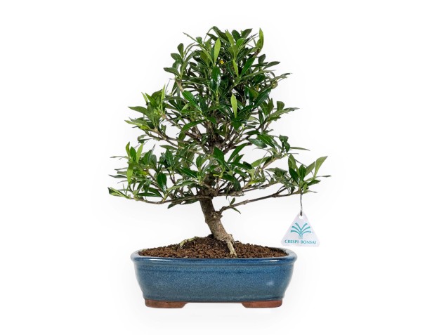 Gardenia - 33 cm