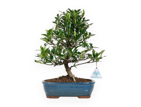 Gardenia - 33 cm