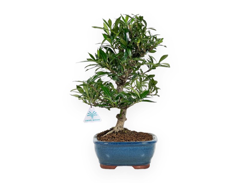 Gardenia - 33 cm