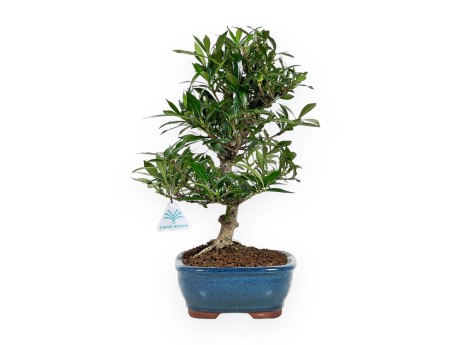 Gardenia - 33 cm