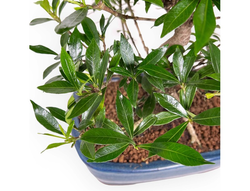 Gardenia - 33 cm
