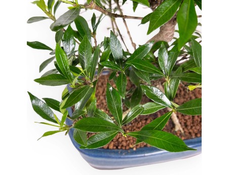 Gardenia - 33 cm