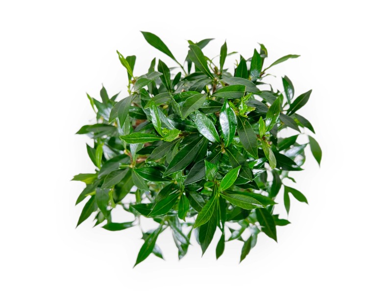 Gardenia - 33 cm