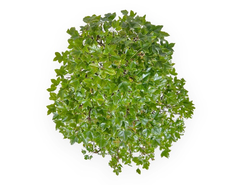 Acer Buergerianum - Maple - 53 cm