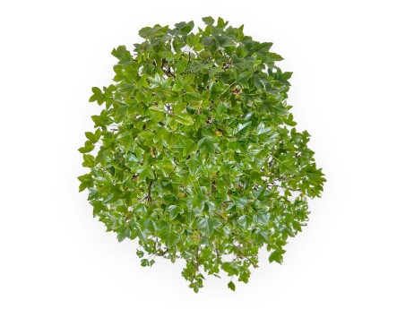 Acer Buergerianum - Maple - 53 cm