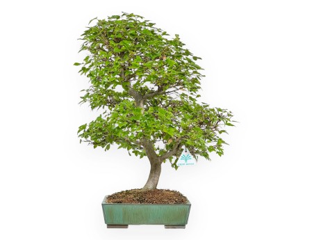 Acer Buergerianum - 53 cm