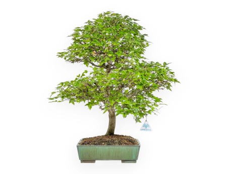 Acer Buergerianum - 53 cm