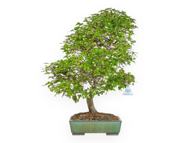 Acer Buergerianum - Maple - 53 cm 2