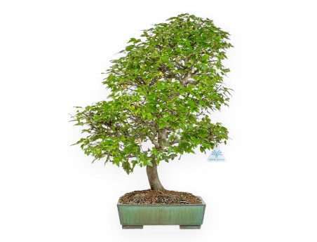 Acer Buergerianum - 53 cm