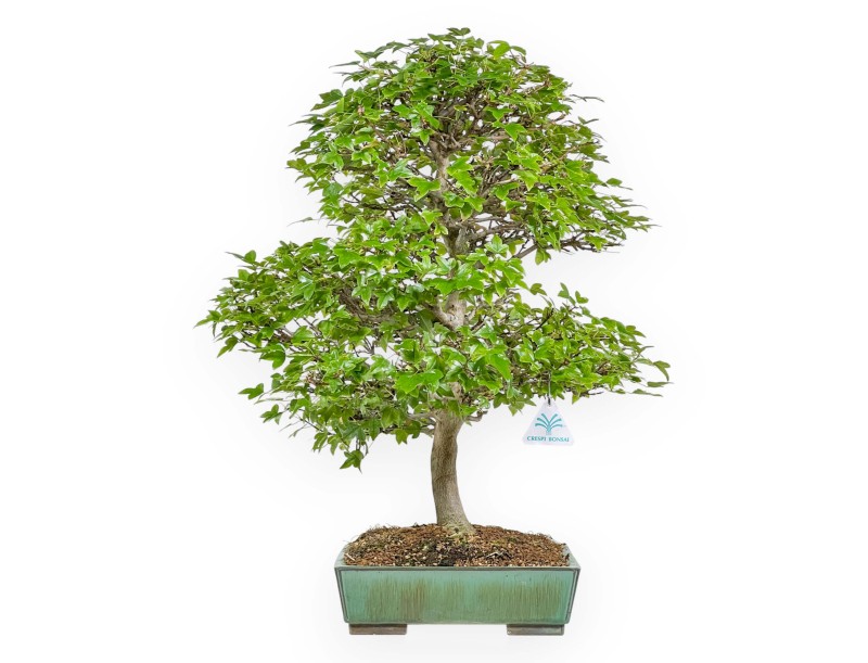Acer Buergerianum - 53 cm