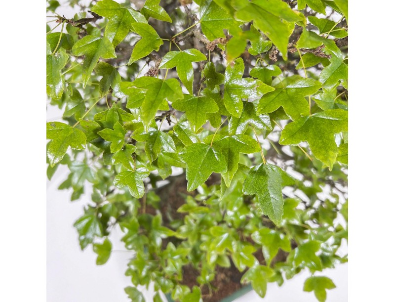 Acer Buergerianum - Érable - 53 cm