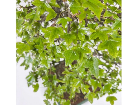 Acer Buergerianum - Maple - 53 cm