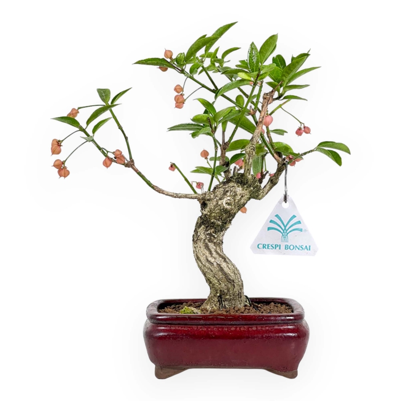 Euonymus Sieboldianus - Spindle - 25 cm